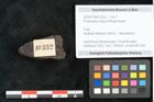 Foto (Objekt + Etikett) von Protocladus lingua Ettingshausen (NHMW-GEO-2024-0188-10332)